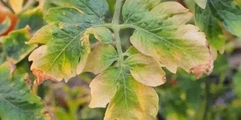 Cây lương thực và hoa màu