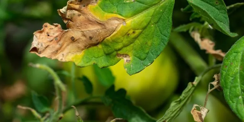 Cây lương thực và hoa màu